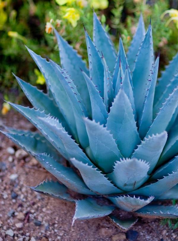 ‘Blue Glow’ Agave