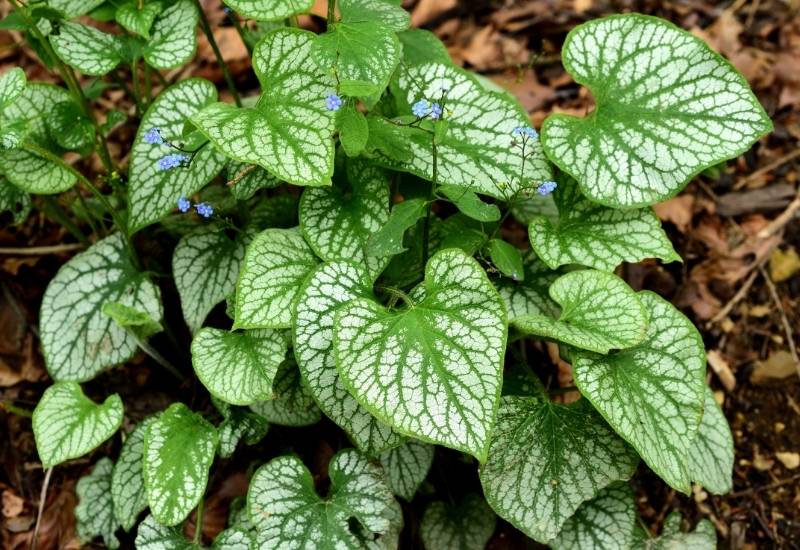 ‘Jack Frost’ Brunnera (Brunnera macrophylla ‘Jack Frost’) (1)