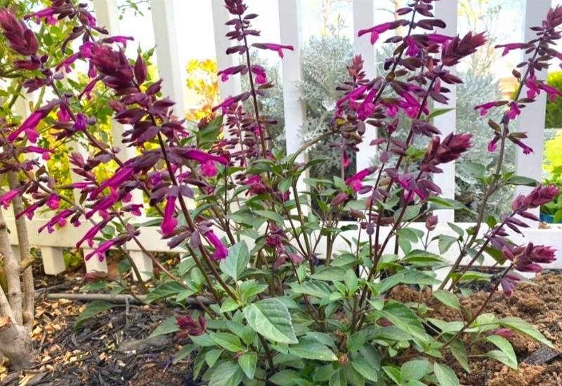 ‘Love and Wishes’ Sage (‘Salvia ‘Love and Wishes’) (2)
