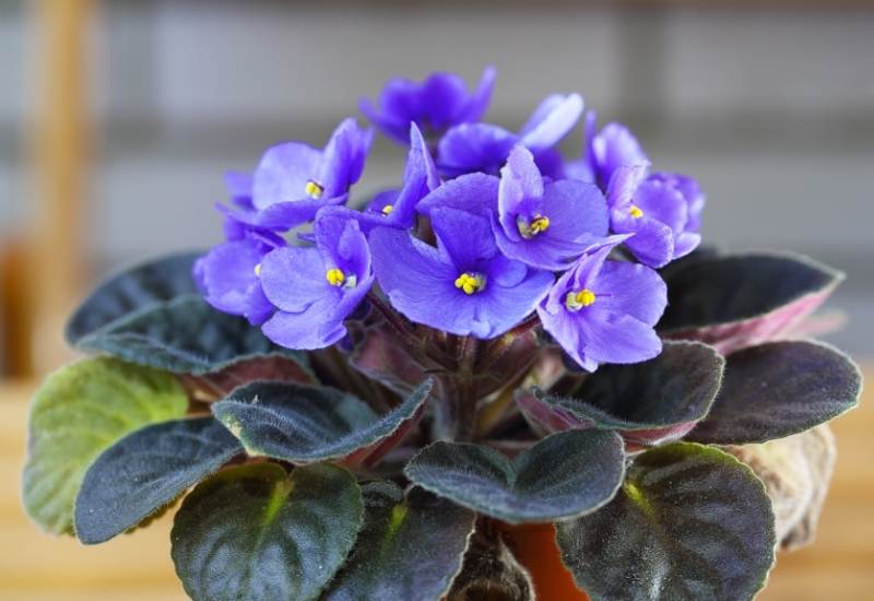 ⦁	African Violet (Saintpaulia ionanthia)