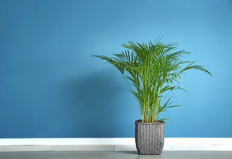 13 Gorgeous Indoor Plants That Don’t Need Sunlight To Grow 10 ⦁ Areca Palm (Dypsis lutescens)