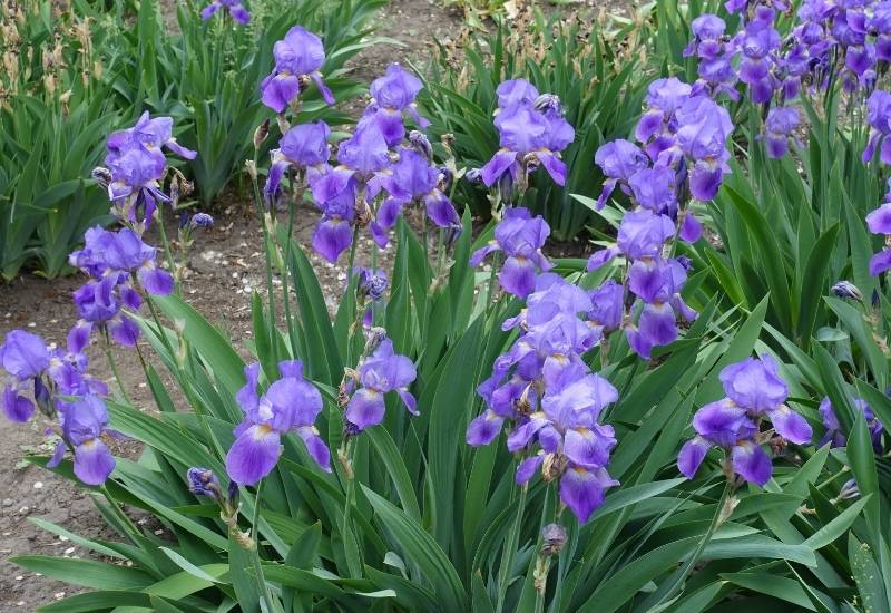 ⦁	Bearded Iris (Iris Germanica)