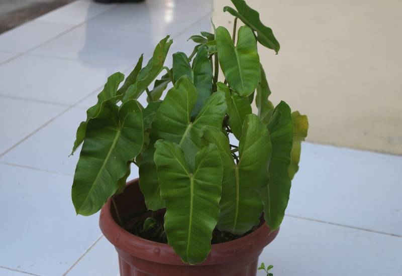 Philodendron Erubescens