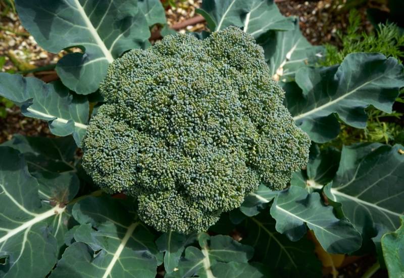⦁	Broccoli (Brassica oleacea var. italica)