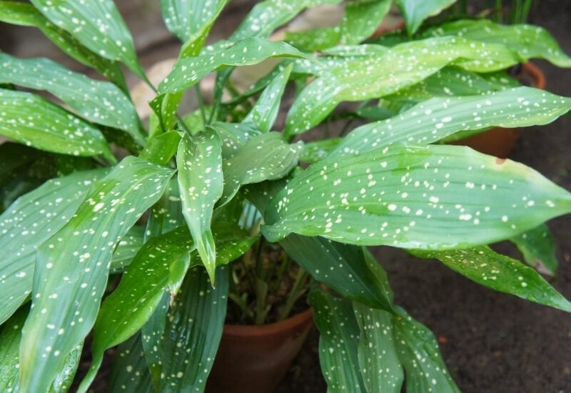 13 Gorgeous Indoor Plants That Don’t Need Sunlight To Grow 8 ⦁ Cast Iron Plant (Aspidistra elatior)