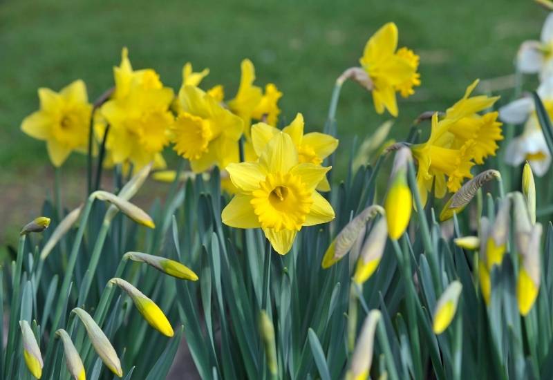 ⦁	Daffodils (Narcissus spp.)