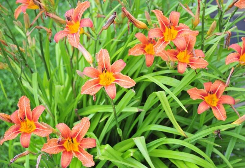 ⦁	Day Lily (Hemerocallis spp.)