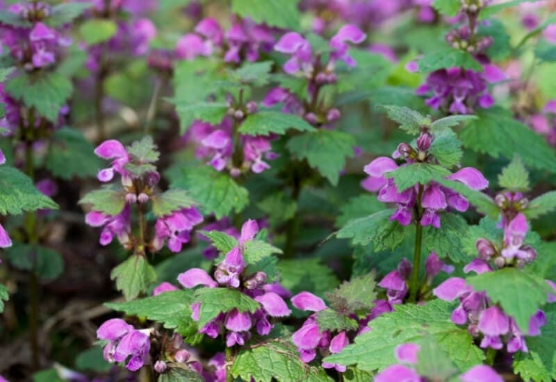 ⦁	Dead Nettle (Lamium maculatum)