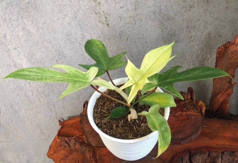 Florida Ghost Philodendron