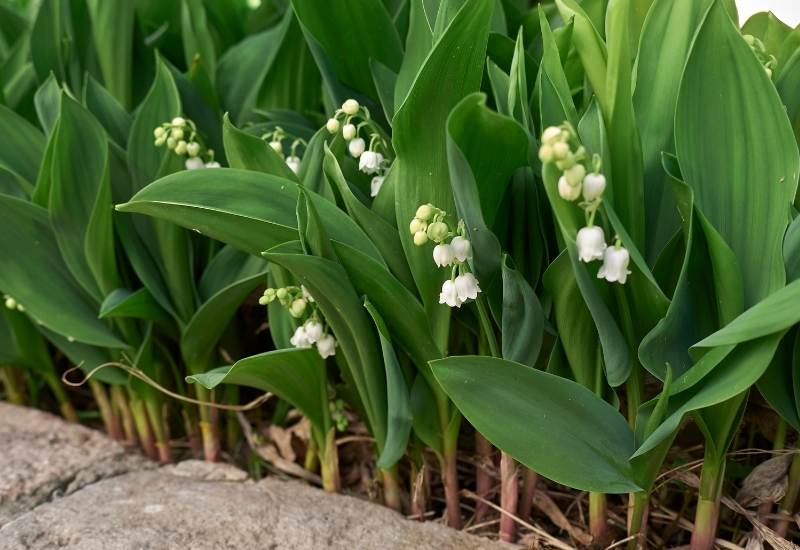 ⦁	Lily of the Valley (Convallaria majalis)