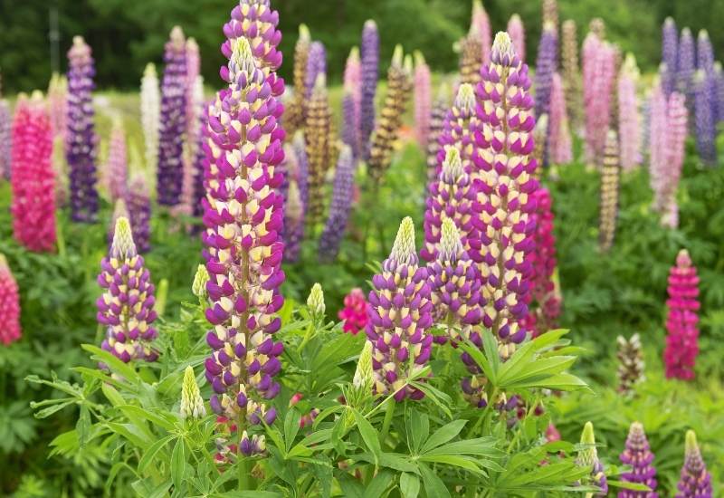⦁	Lupines (Lupinus spp.) 