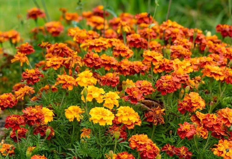⦁	Marigold (Tagetes spp.)