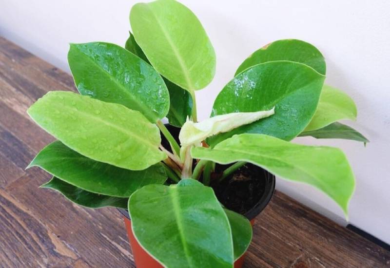 Moonlight Philodendron