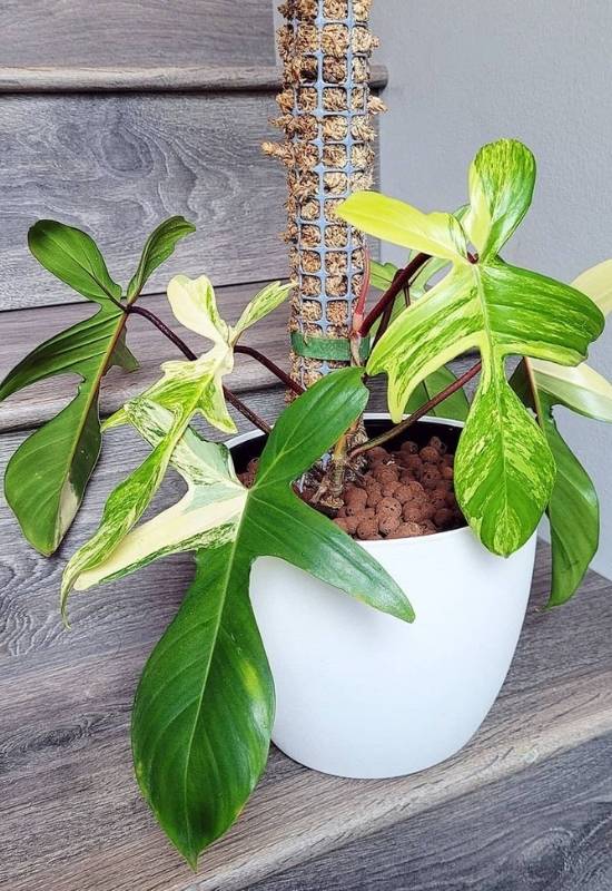 ⦁ Most Expensive Philodendron (Philodendron minima variegata)