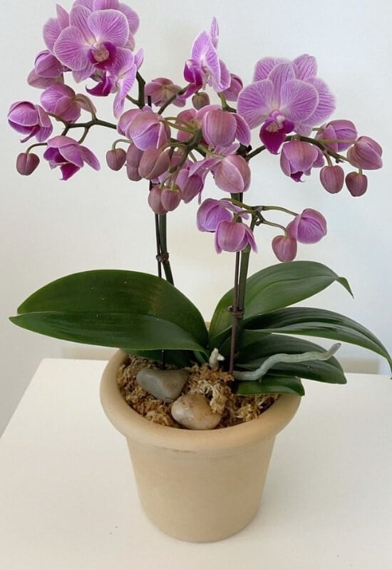 13 Gorgeous Indoor Plants That Don’t Need Sunlight To Grow 7 ⦁ Moth Orchid (Phalaenopis spp.)