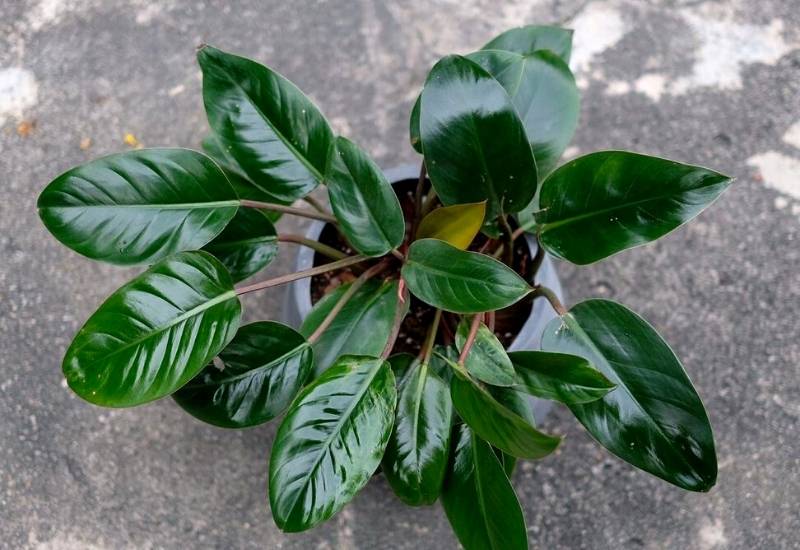 Philodendron ‘Congo Rojo’