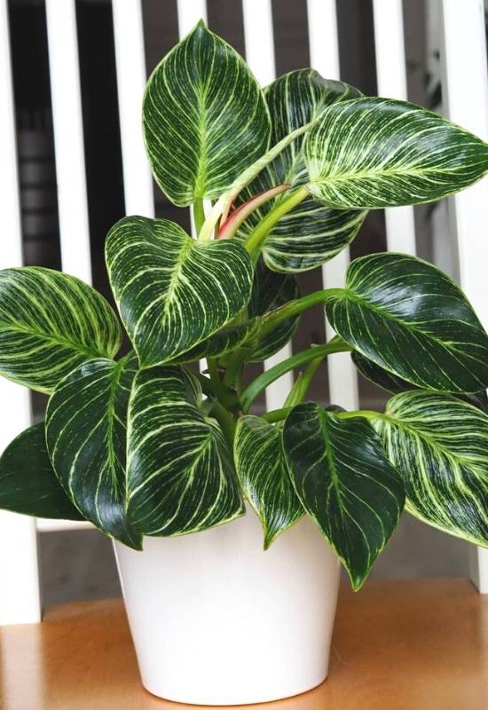Philodendron Birkin