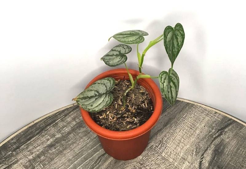 Philodendron Brandtianum