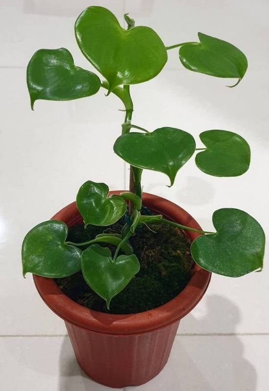 Philodendron Grazielae
