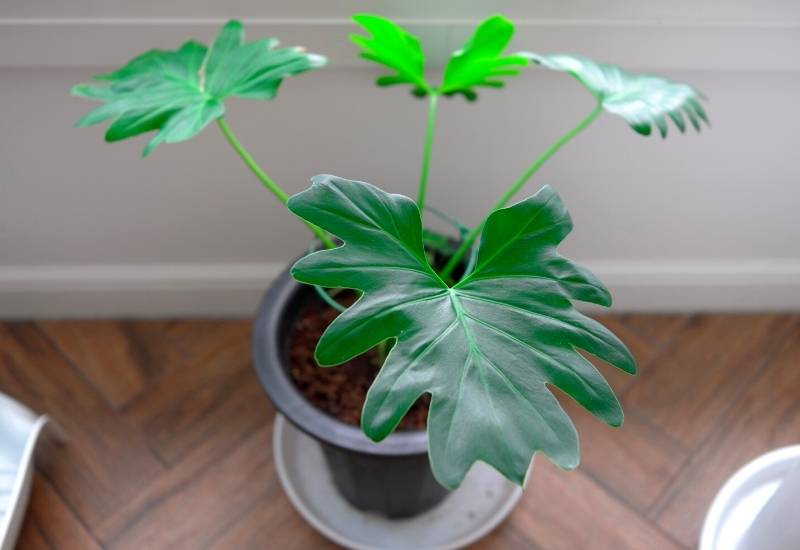  Philodendron Lanciniatum