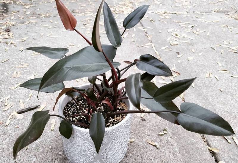 Philodendron Majesty