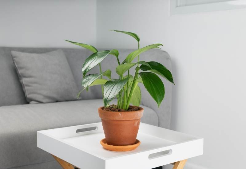 ⦁	Philodendron (Philodendron spp.)