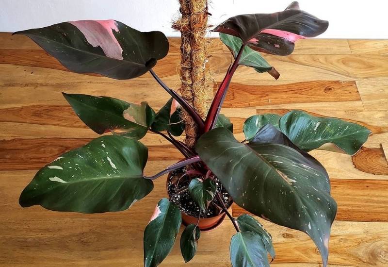 ⦁Philodendron Pink Princess (Philodendron erubescens) (1)