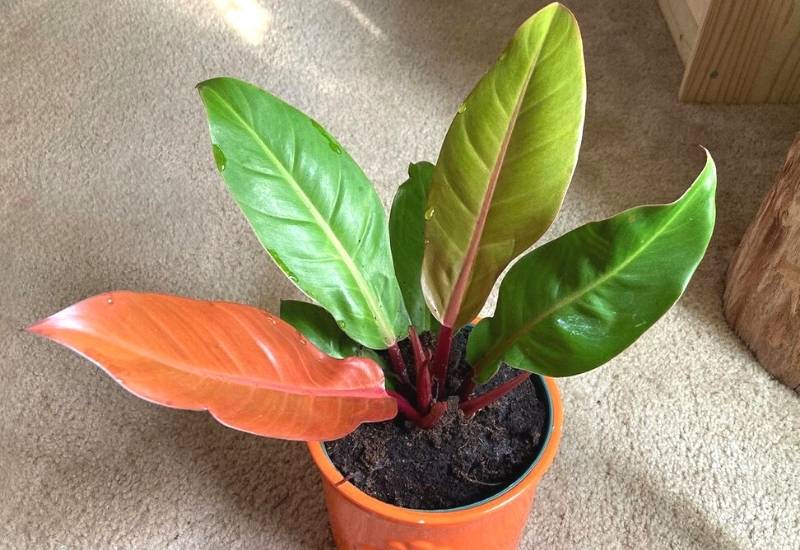 ⦁Philodendron Prince Orange (Philodendron ‘Prince Orange’) (1)