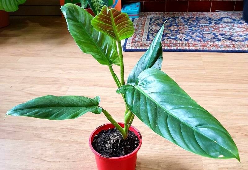 Philodendron Subhastatum