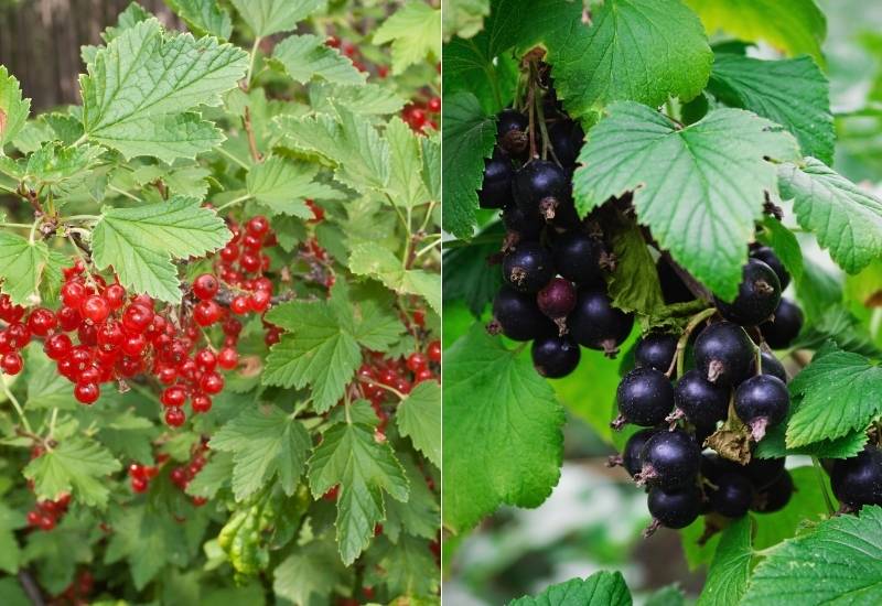 ⦁	Red Currant and Black Currant
