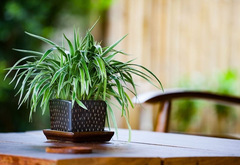 13 Gorgeous Indoor Plants That Don’t Need Sunlight To Grow 16 ⦁ Spider Plant (Chlorophytum comosus)