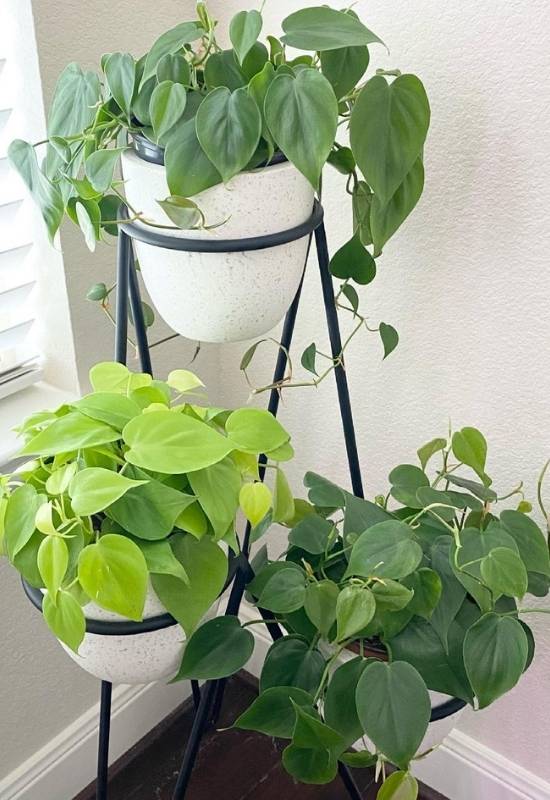 The Longest Philodendron Vine In The World