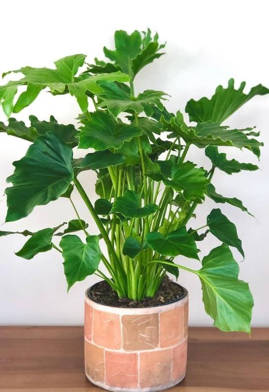 Lacy Tree Philodendron