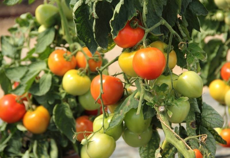 ⦁	Tomato (Solanum lycopersicum)
