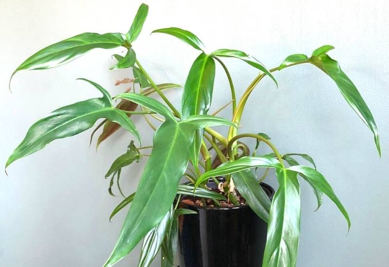 Tri-Leaved Philodendron