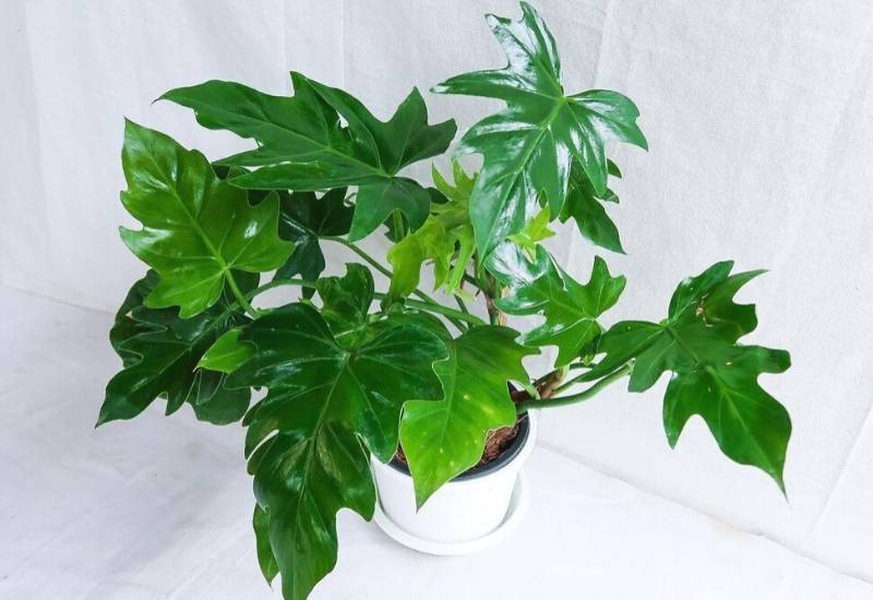 Window Leaf Philodendron
