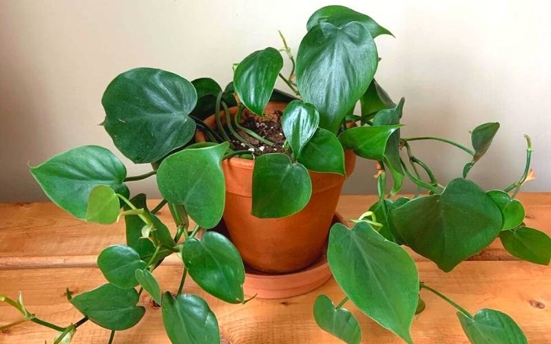 1 Green Heartleaf Philodendron (Philodendron Hederaceum)