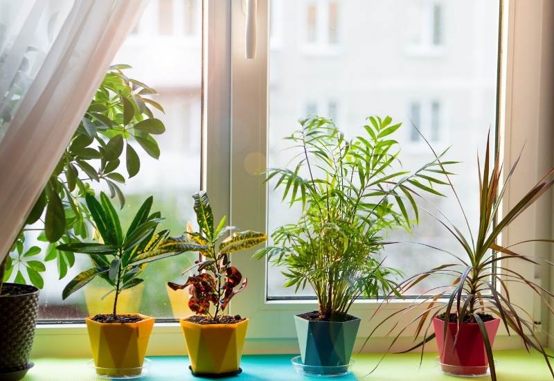 10 Sun-Loving Houseplants For A South-Facing Window