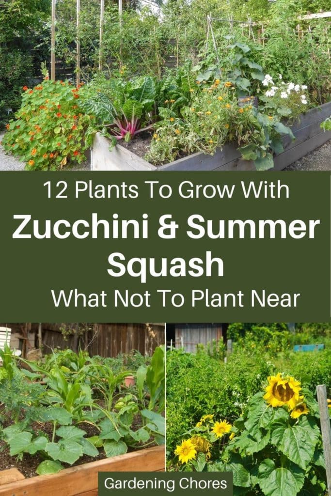 12 Great Companions For Zucchini & Summer Squash And 3 To Avoid