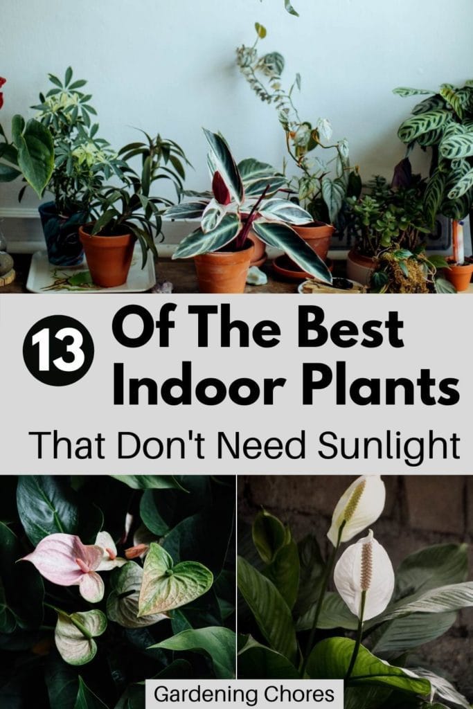 13 Gorgeous Indoor Plants That Don’t Need Sunlight To Grow 2 13 Gorgeous Indoor Plants That Don’t Need Sunlight To Grow 1