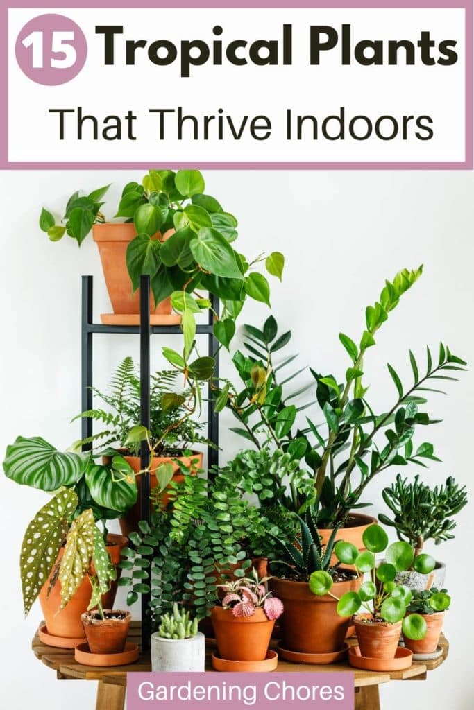 15 Fantastic Tropical Plants to Grow Indoors