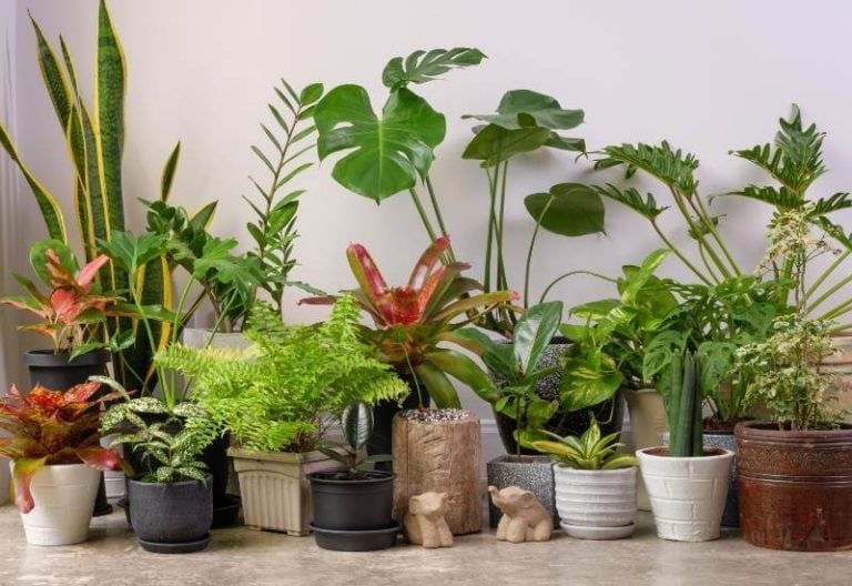 15 Gorgeous Tropical Plants That Thrive Indoors