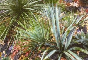 18 Unusual Yucca Plant Varieties With Care Tips
