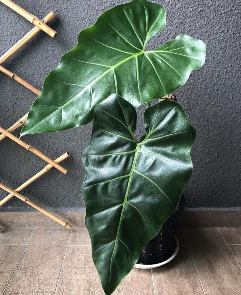 ⦁	Largest Philodendron Leaf in the World (Philodendron maximum)