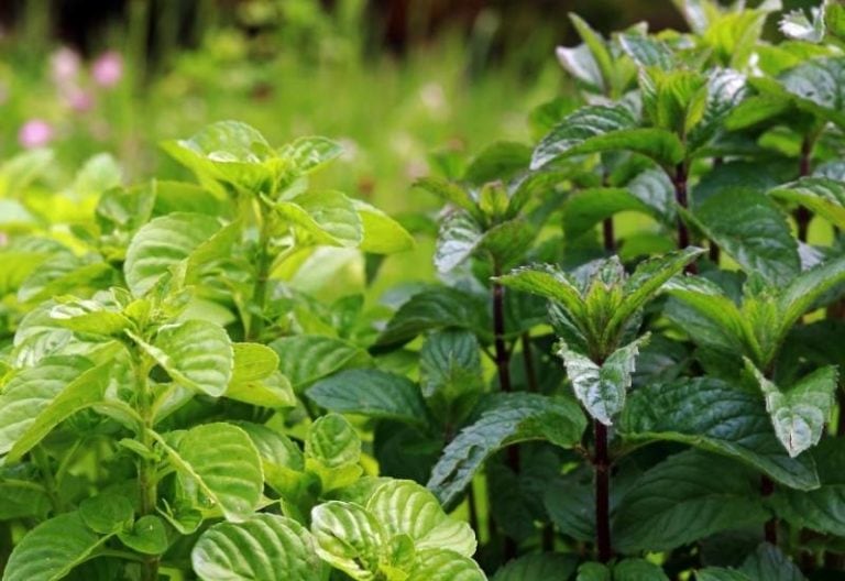 19 Types Of Mint Plants And How To Grow Them In Your Garden And Containers