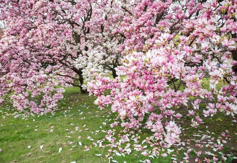 20 Types Of Magnolia Trees & How To Plant Care For Them
