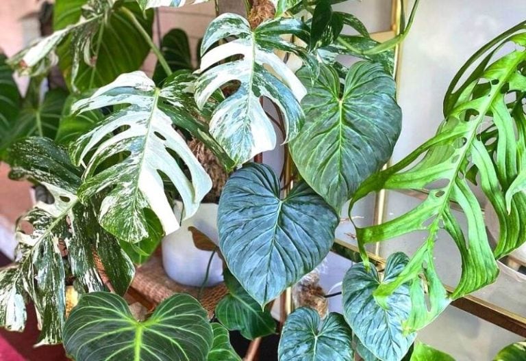 20 Types of Philodendrons to Add to Your Houseplant Collection