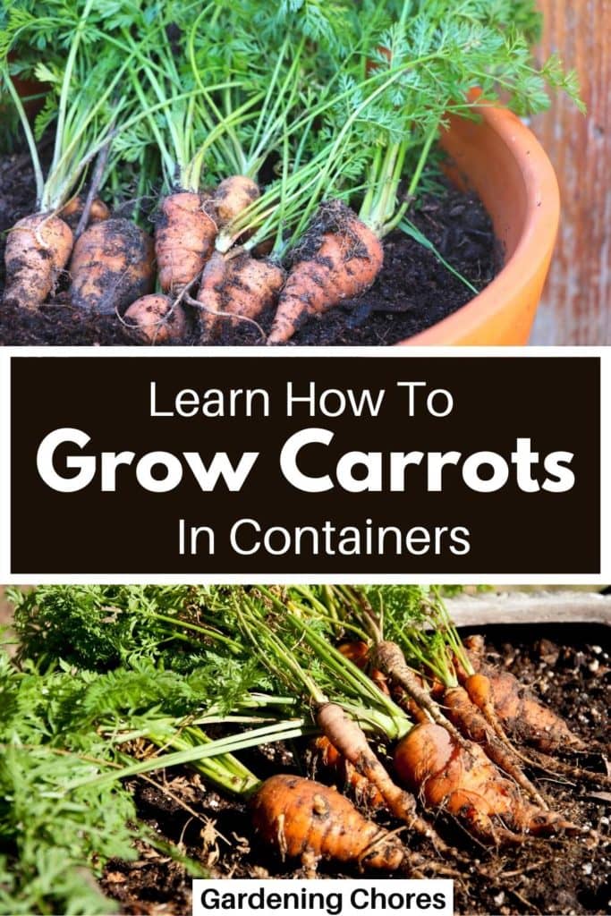 A Step-by-Step Guide To Growing Carrots in Containers 