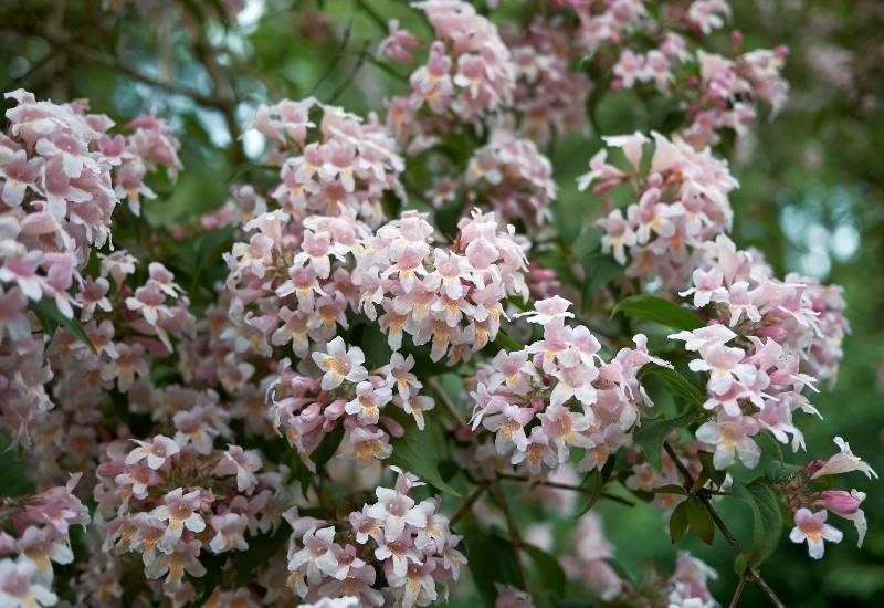 Abelia (Abelia spp.)