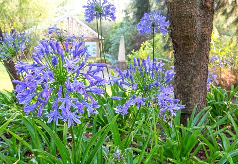 African Lily (Agapanthus spp.) (1)